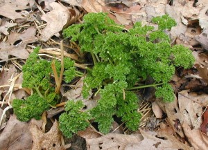 Parsley second year right after overwintering.