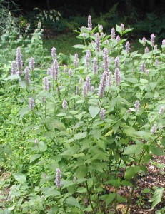 Blue Giant Hyssop flowers in the herb garden.