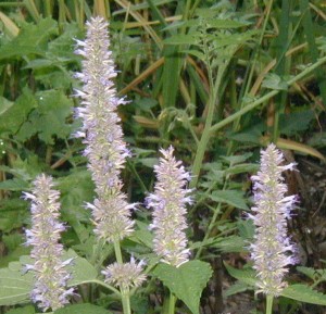 Terminal spikes of blue hyssop flowers.