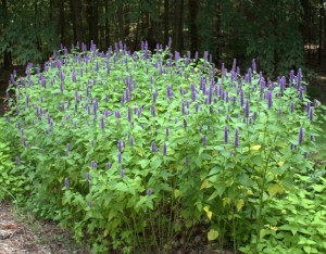 Purple-Flowering Anise Hyssop