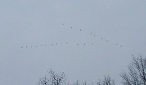 Twenty-two Canada Geese flying North.