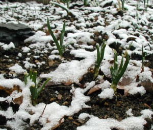 Onion sets in the garden with a little snow on top.