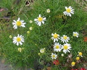 Flowering chamomile in the autumn.
