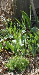 Chamomile leaves re-growing from last year in front of the tulips. Photo taken 30 Mar 2012.