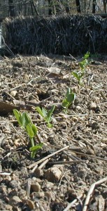 Snow peas sprouting in a row.