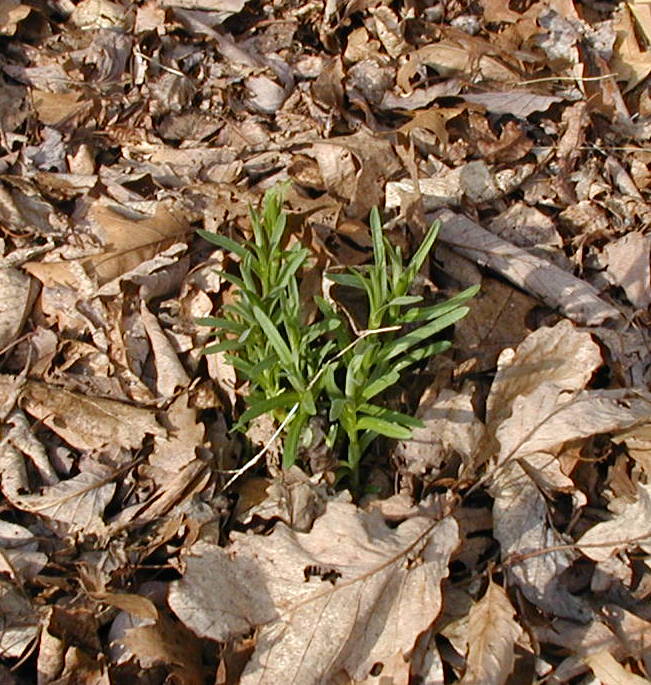 Russian tarragon sprouting up through a layer of oak leaves.