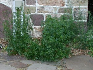 Harvested early herbs included Russian tarragon, catnip and flat-leaf parsley.