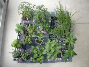 Small potted herb and vegetable plants being hardened before transplanting outdoors.