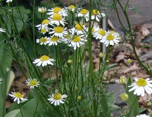 Chamomile in full bloom.