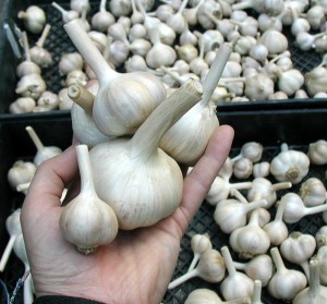 Best Garlic Planting Time Is Autumn