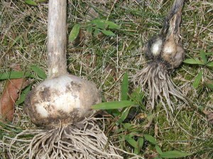 The garlic bulb on the left was harvested at the proper time for good storage while the bulb on the right was harvested too late. 