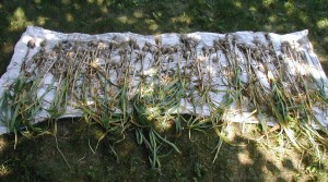 Garlic harvest drying in the shade.