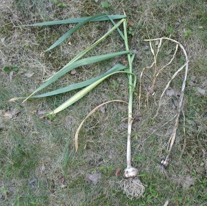 The garlic plant on the left was harvested at the proper time and its bulb remains intact. The plant on the right was harvested too late. Note that its leaves are all brown and dry.
