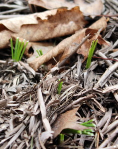 Nibbled and unnibbled crocus leaves.