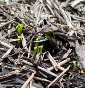 Leaves of crocus nibbled away.