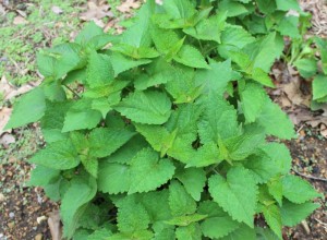 Perennial anise hyssop.