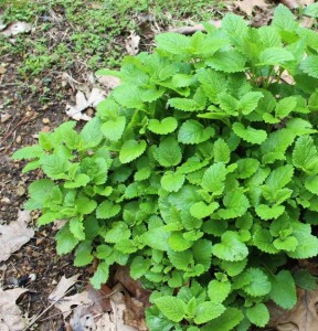 Perennial lemon balm.