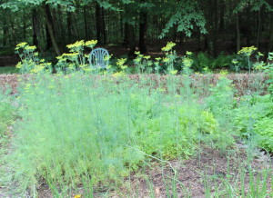 Dill forest about 4 feet tall in the garden.