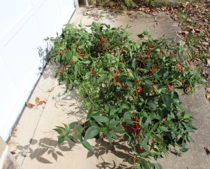 Huge Cayenne Pepper Plant