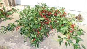 cayenne pepper plant in front of garage door