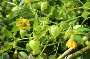 Tomatillo flowers and fruit husks.