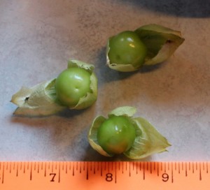 Marble and pea size tomatillos.