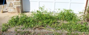 Single tomatillo plant