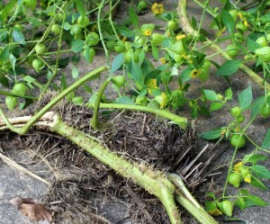 tomatillos rooted where they touched the ground