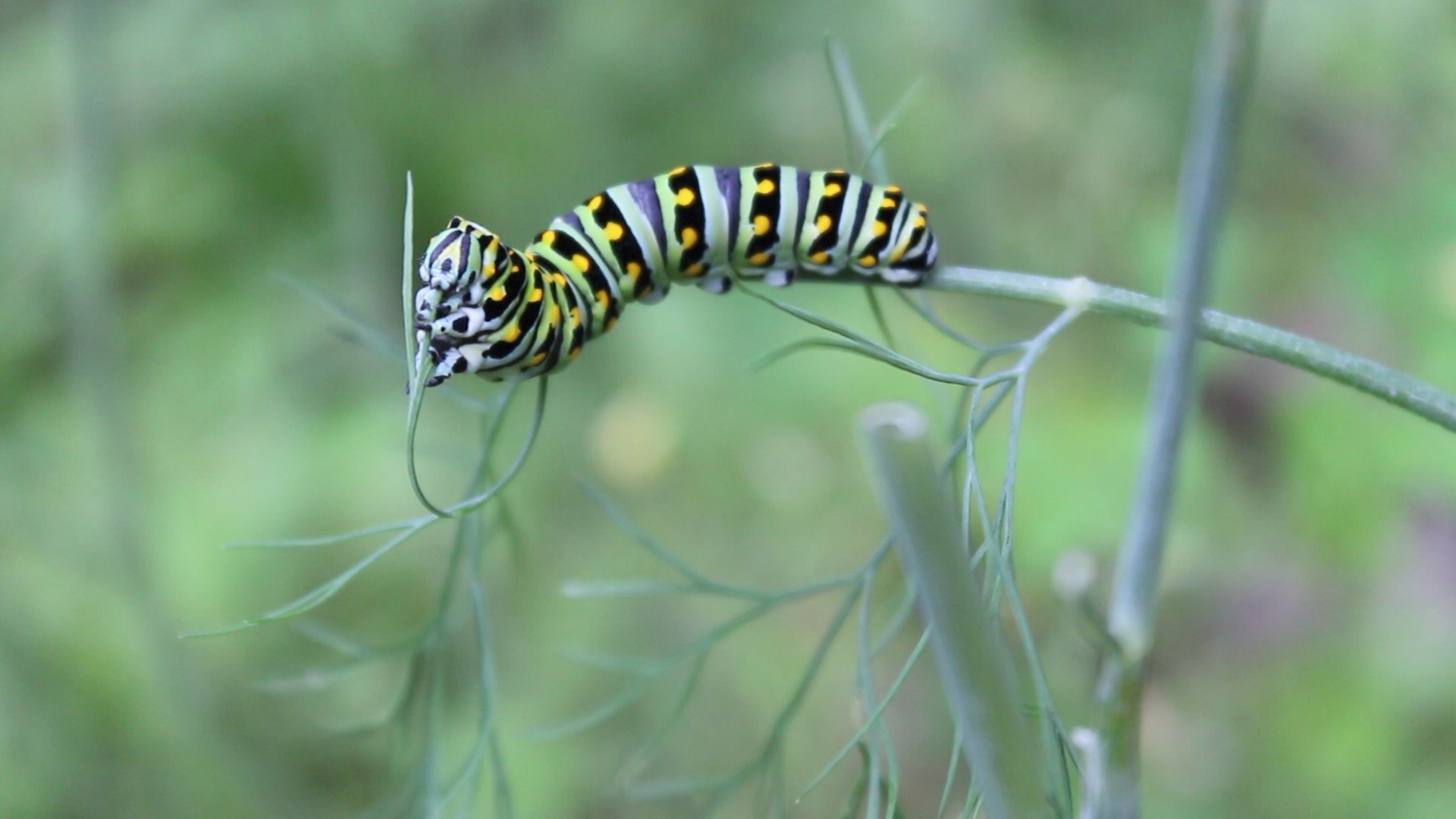 Black Swallowtail Caterpillar Eats Dill Weed