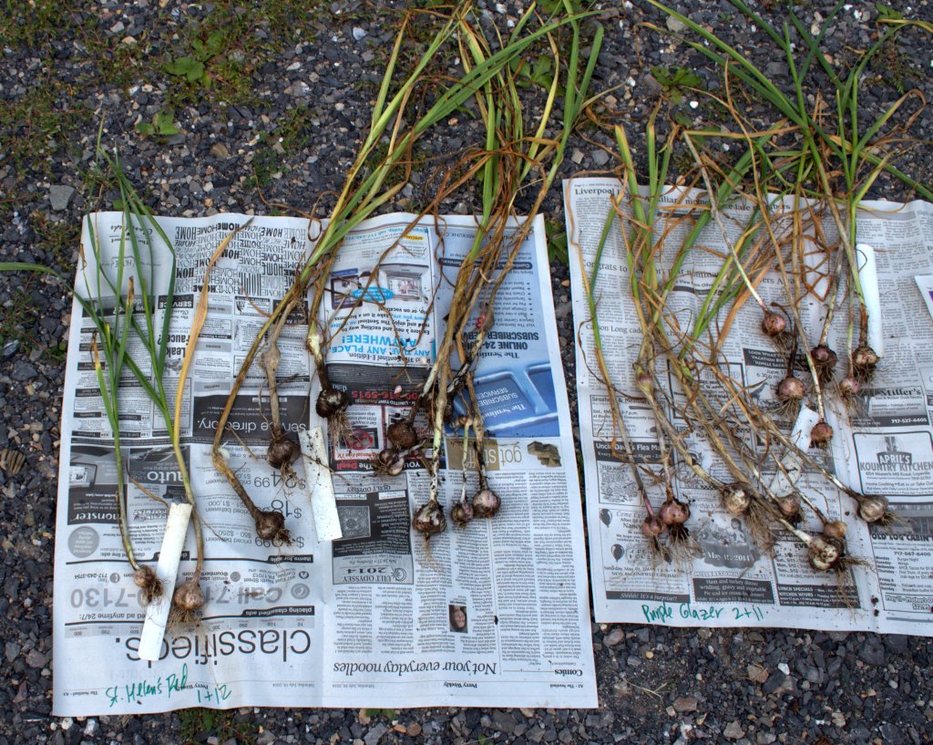 Harvested garlic plants were laid out on newspaper that had been marked as to the variety and location in the garden.
