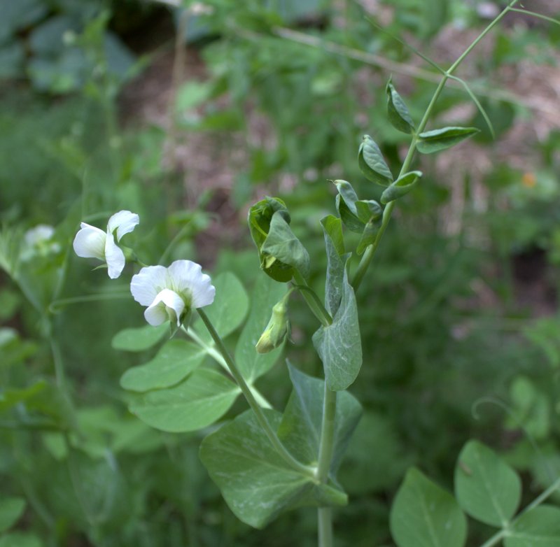 Snow peas blooming near the end of June. Photo taken 27 June 2014.