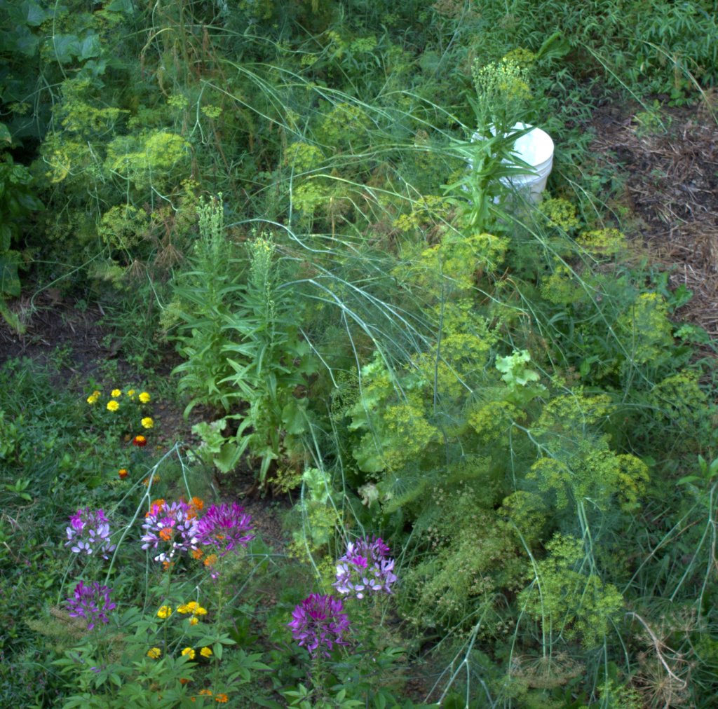 Looking down on the dill weed from above you can see the plants are bowed to the ground.