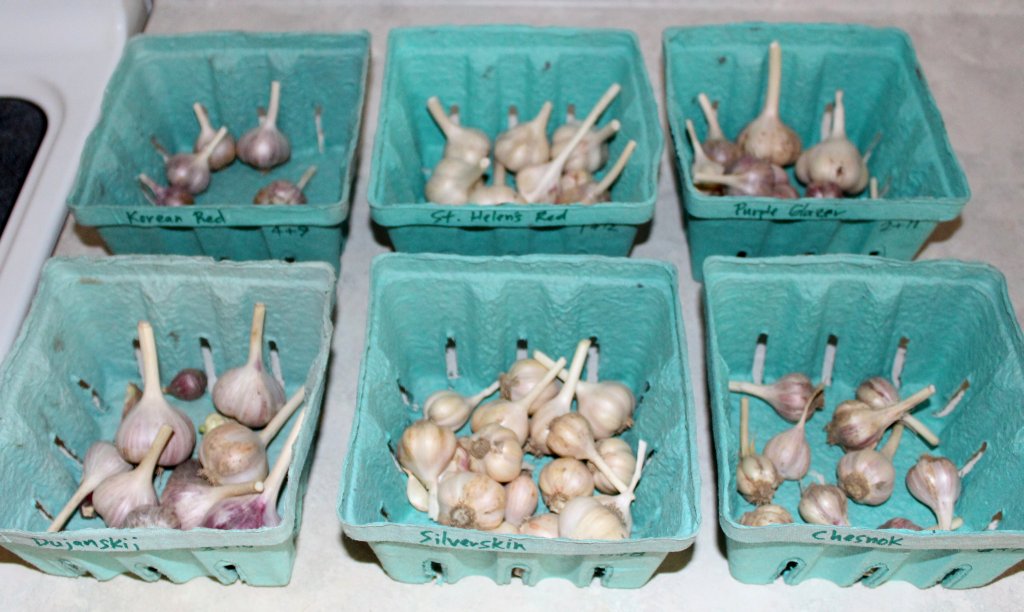 Garlic cleaned for the pantry will be kept in separate labeled boxes.