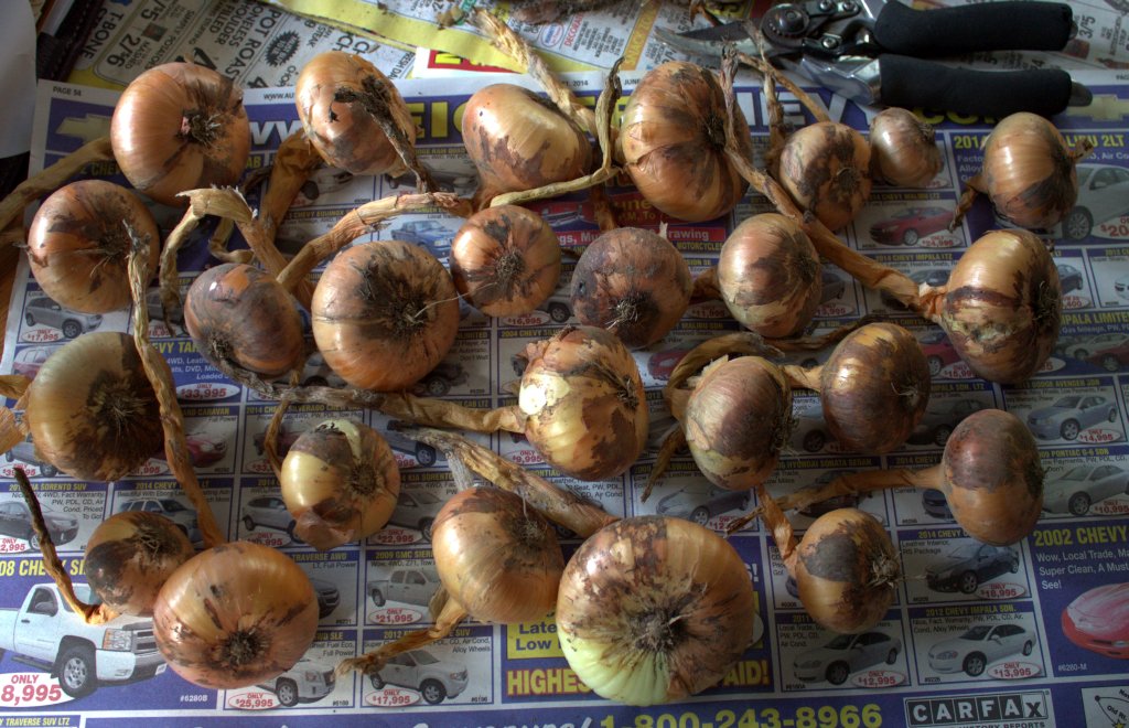 Onions are laid on their sides on newspaper to dry before storage.
