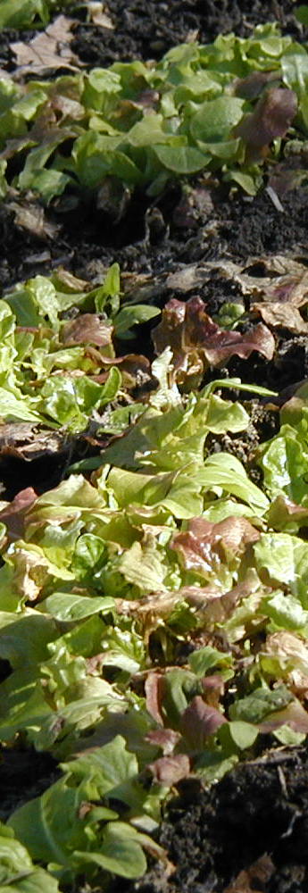 A Variety of Lettuce Plants Ready to Grow
