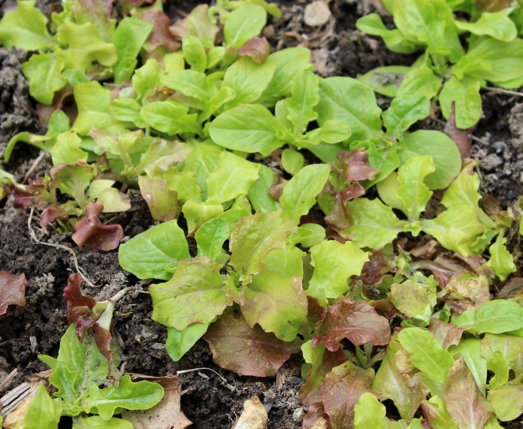 Baby Lettuce Plants Ready to Transplant