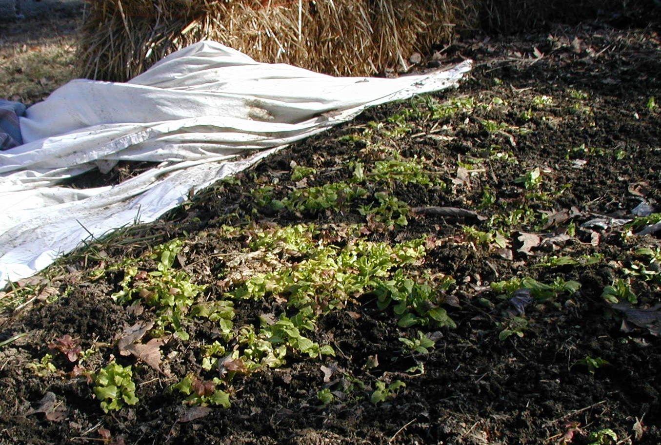 Winter Lettuce Growing in the Garden