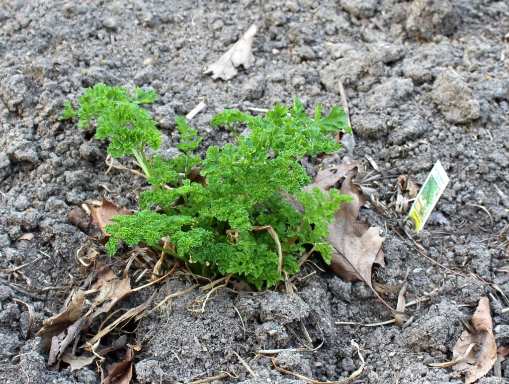 Parsley Shoots Growing in Year Two