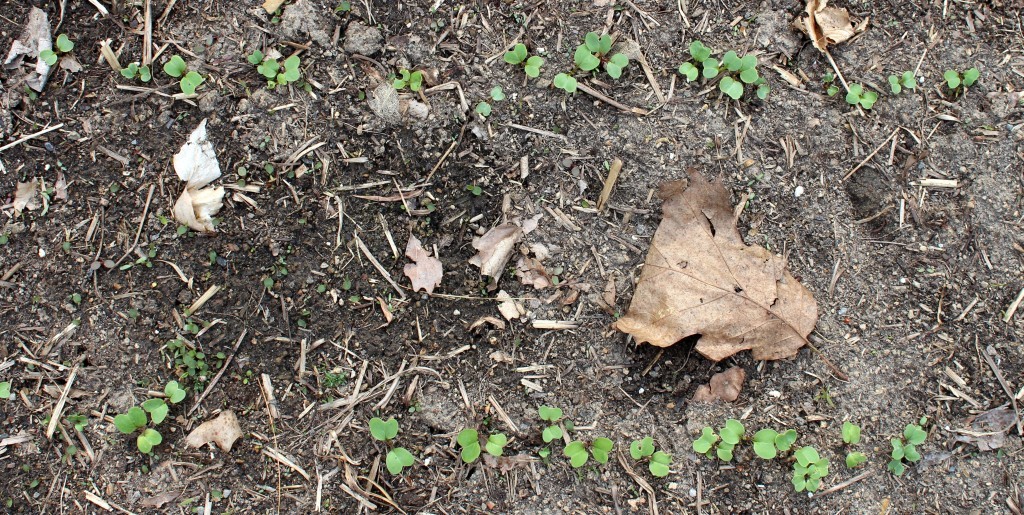 Radish Sprouts in Rows