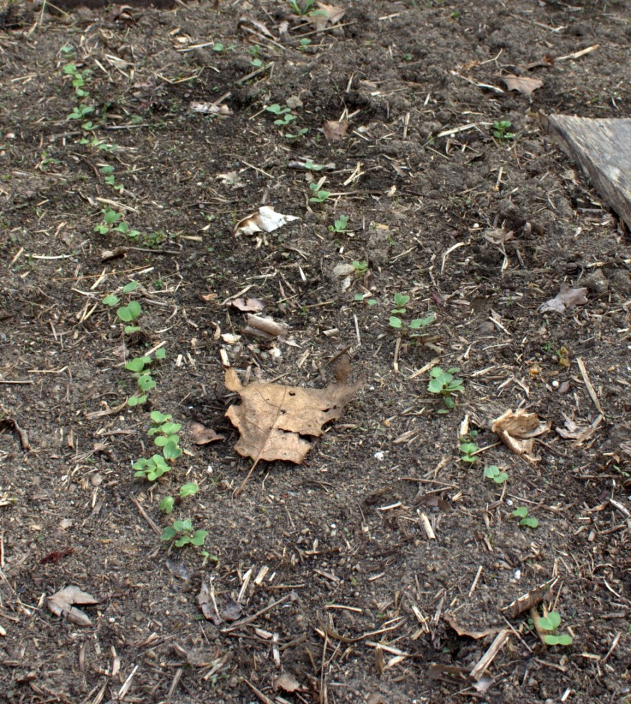 Radish Seed Sprouts