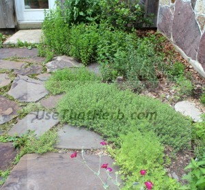 Fast-growing herbs from the top are spearmint, peppermint, horehound, thyme and cilantro.