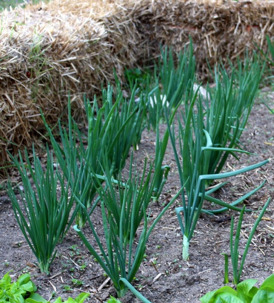 Onions Growing in the Garden with Greentails
