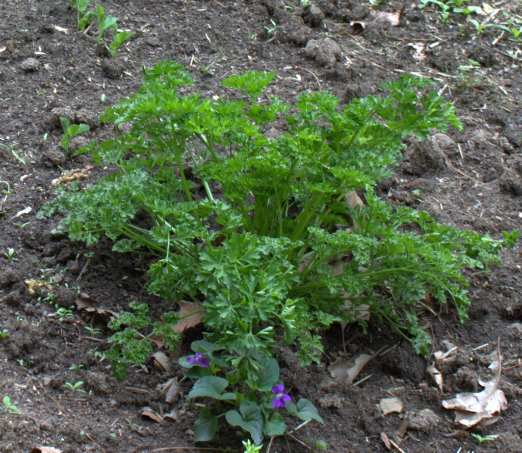 Parsley Plant in the Garden