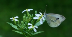 White Cabbage Butterfly Visiting a Radish Flower