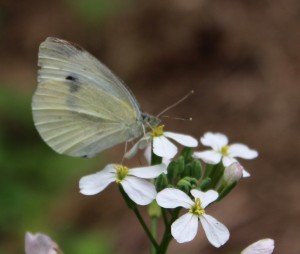 White Cabbage Butterfly Visiting a Mustard Plant
