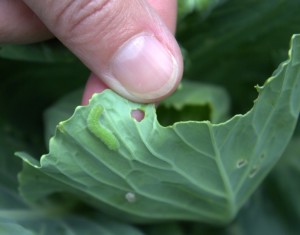 Green Grub Under A Cabbage Leaf