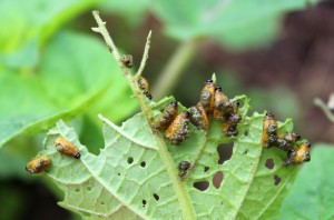 Potato Beetle Grubs with Excrement on Underside of Husk Tomato Leaves