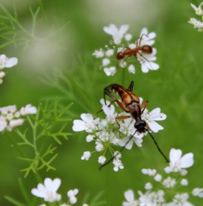 Cilantro Flowers With Ant and Longhorn Beetle