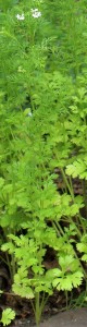 Cilantro Leaves Vary From Bottom to Top of Plant