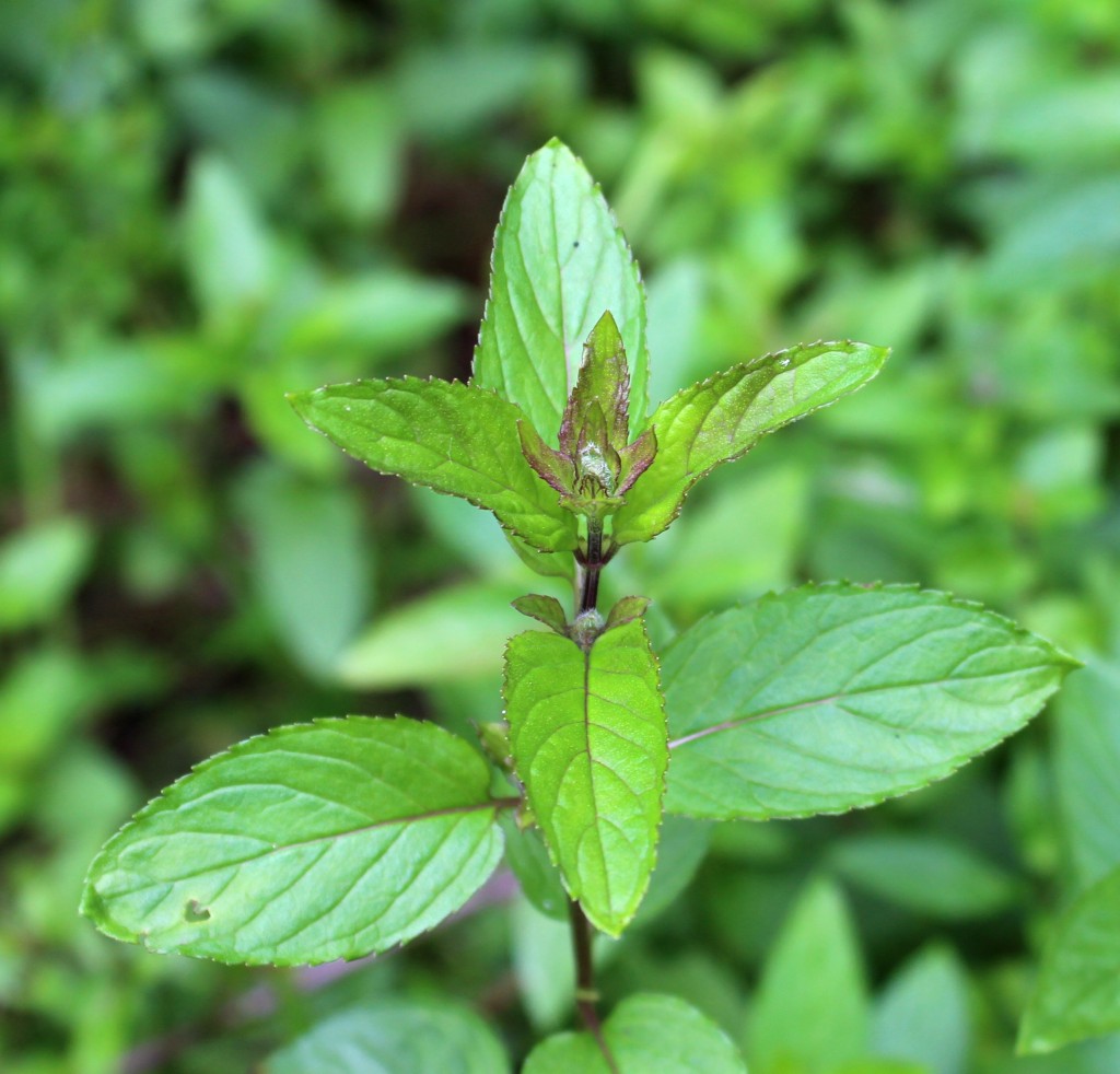 Peppermint Leaves Full of Essential Oil